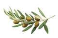 Olive